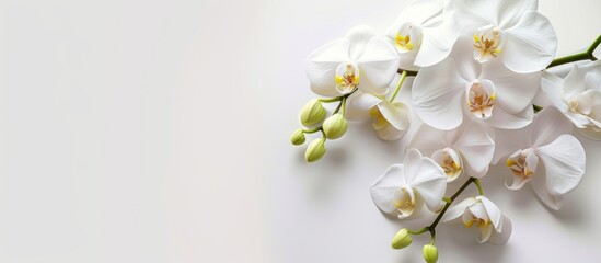 Wall Mural - a bunch of white orchids on a white background . high quality