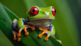 Fototapeta Zwierzęta - A red-eyed tree frog sits on a green leaf, close-up. generative AI