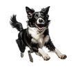Healthy Border Collie dogs are running and jumping happily on PNG transparent background.