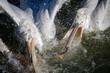Pelikane bei der Jagd: Majestätische Vögel am Wasser