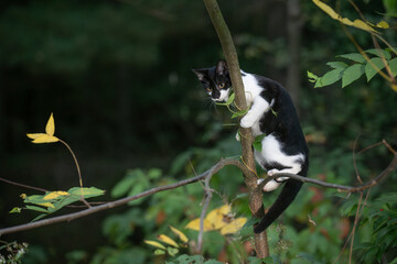 Wall Mural - black and white cat in a tree