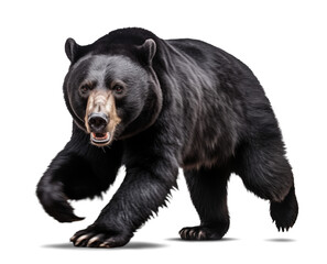 Wall Mural - Scary black bear in running motion, isolated transparent background