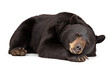 Cute Black Bear sleeping in hibernation, isolated background