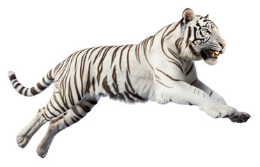 Poster - White tiger leap jumping on isolated background