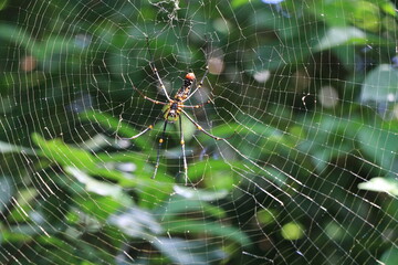 spider on web