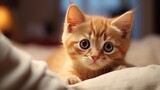 Fototapeta Koty - Close-up of an adorable ginger kitten with large eyes, playing 