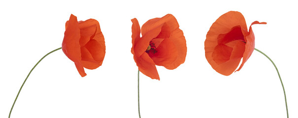 Wall Mural - coquelicots