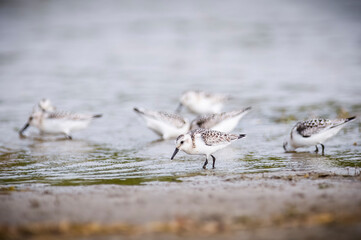 Wall Mural - Sanderling bird hunting for food along the shores of the St. Lawrence River