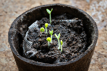 Wall Mural - Little sprouts of basil emerging after five days of growth.