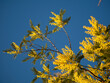 Beautiful bright yellow hairy mimosa flowers close-up. Blooming mimosa tree in early spring waves on wind. Sunny spring day. Acacia dealbata. Fluffy flowers in spring garden with sunny bokeh light