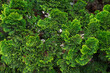 fresh green tuja branches. Natural green background 
