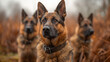 A police dog, a trained animal