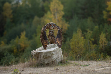 Wall Mural - the great eagle owl (bubo bubo) is a large species of owl in the strigidae family. it is the largest