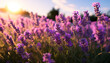 lavender field close up. 