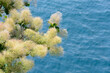 Foliage and seed heads of European smoketree, Cotinus Coggygria on natural blue water background.