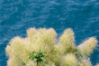 Foliage and seed heads of European smoketree, Cotinus Coggygria on natural blue water background.