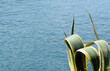 Fresh green leaves of wild aloe vera in summer on natural blue water in the background