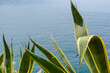 Wild aloe vera plant in summer. Natural blue water in the background