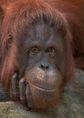 Wall Mural - Extreme close up of an adult female Bornean orangutan (Pongo pygmaeus)