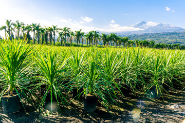 Wall Mural - green ananas plantation open air with green field with leaves and plants in pots on foreground and palm trees with beautiful blue cloudy sky above mountains on background