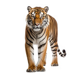 Fototapeta Zwierzęta - tiger isolated on white background. With clipping path.