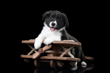 Wall Mural - Cute black and white border collie puppy with wooden plane