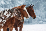 Fototapeta Konie - Three young horses standing together in winter
