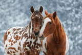 Fototapeta Mapy - Two lovely horses in winter
