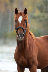 Wall Mural - Portrait of beautiful horse in autumn