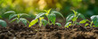 Healthy young seedlings grow in nutrient-rich soil.