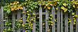 Autumn Ivy-Covered Wooden Fence Isolated Cutout PNG