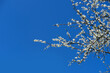 © kittyfly - blooming branches white blossoms, against backdrop of blue sky, concept spring season, Spring Celebrations, environmental, nature in detail