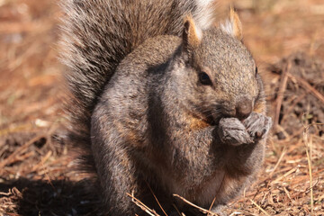 Poster - Eastern Grey Squiirrel scrounging for scraps under bird feeder