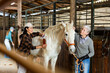 European senior woman and Asian younger woman horse breeders grooming white horse in stable.
