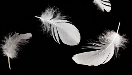 Wall Mural - white feathers flying on a black background