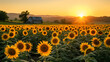 A sunflower field at sunset, the flowers turning towards the last light of the day, with a picturesque barn in the distance