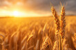 A beautiful wheat field with the sun setting in the background. Perfect for agricultural and nature-themed projects