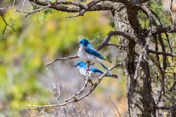 A Mexican Jay perches in a tree in the Chisos Basin of Big Bend National Park, in Southwest Texas.