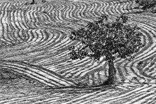 Ploughed Field With Fig Tree, Pattern In Soil From Ploughing, Agriculture, Ploughed Field, Solitary Fig Tree, Andalucia, Spain, Europe