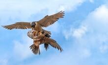 Hawk In Flight With Fish In Its Claws, Two Hawks Fighting For Food In The Air, Hunting Birds Fighting