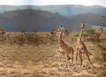 Two Giraffes In The Grass, Two Giraffes In Their Habitat, Kenya, Africa