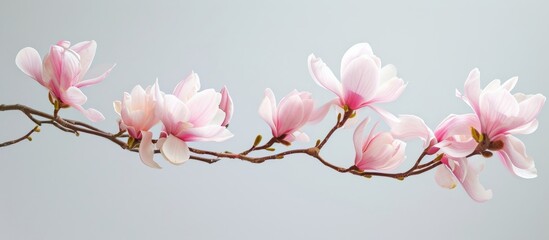 Wall Mural - a branch of a magnolia tree with pink flowers on a gray background . High quality