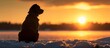 © The 2R Artificiality - a dog is sitting in the snow looking at the sunset . High quality