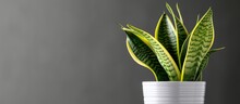 A Snake Plant Displayed In A White Flowerpot Against A Gray Background, Adding A Touch Of Nature To The Rooms Decor