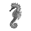 © ydhckll - Simple line art illustration of a seahorse 2