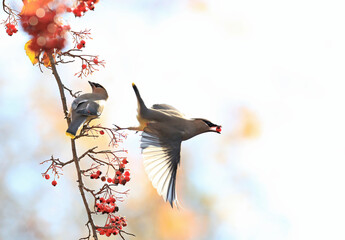Wall Mural - cedar waxwing