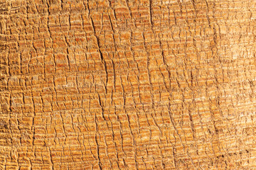 Wall Mural - Palm tree bark tropical texture. Cracked wood texture background. Closeup palm bark