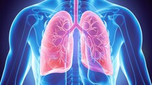 Explore The Dynamic Of Lung Disease. Human Lungs X-ray Anatomy, Highlight Lung And Potential Injuries