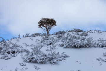 Poster - Snow Covered Trees at Kosciuszko National Park, NSW, Australia