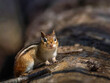 Eastern Chipmunk - Tamias striatus, sitting on a fallen tree